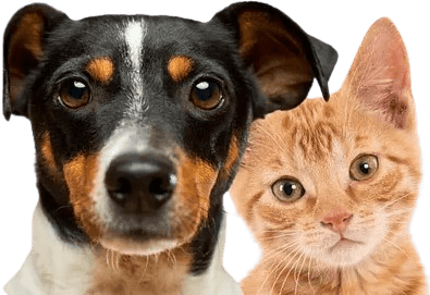 Imagem indique e ganhe